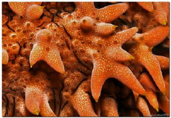 reef art

Detail of a Holothuroidea (Thelenota ananas) by Reinhard Arndt 
